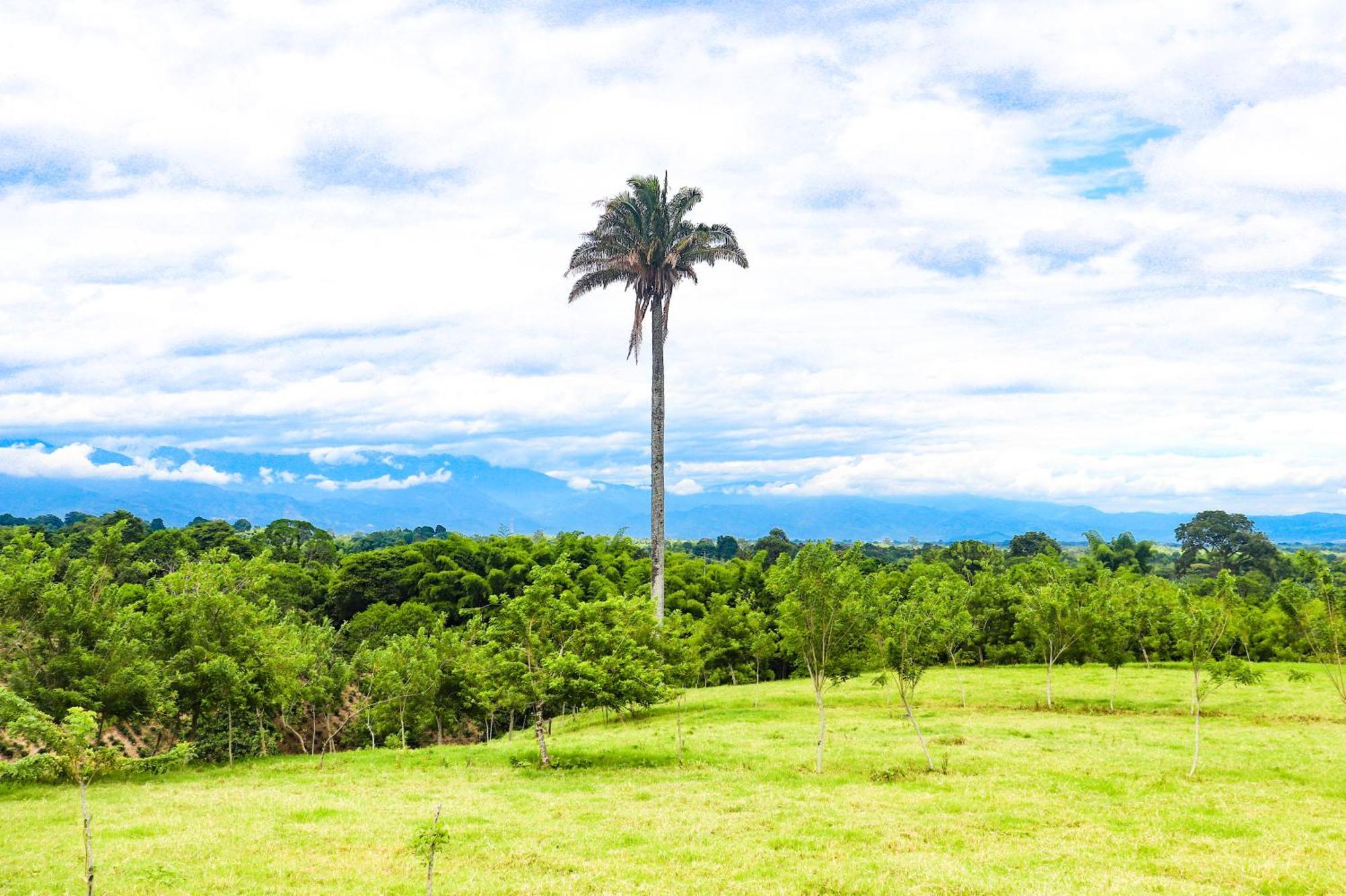 Hotel Quindio Campestre مونتينيغرو المظهر الخارجي الصورة